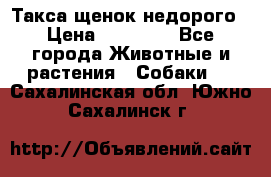 Такса щенок недорого › Цена ­ 15 000 - Все города Животные и растения » Собаки   . Сахалинская обл.,Южно-Сахалинск г.